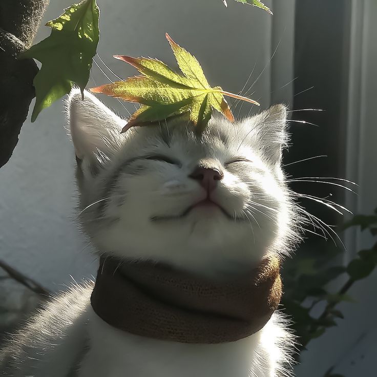 Snow Mint